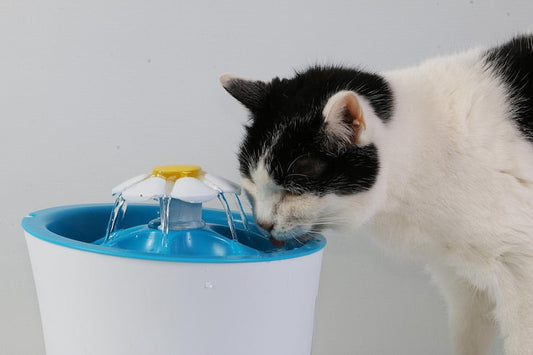 Why an Automatic Pet Water Fountain Is a Must-Have for Cats and Dogs