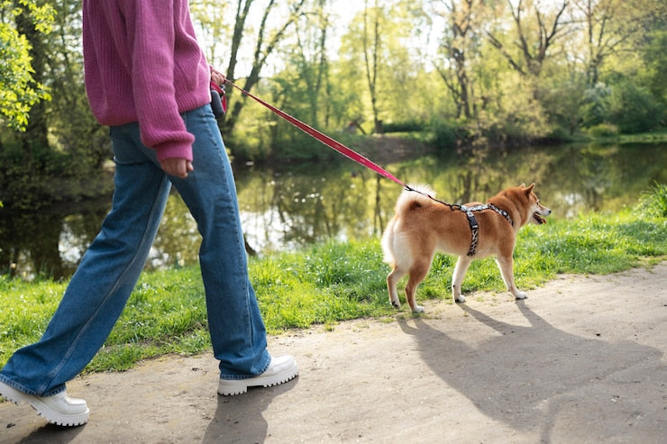 Choosing the Right Pet Leash: Comfort, Control & Style in Every Walk